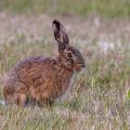 Feldhase (Lepus europaeus)