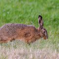 Feldhase (Lepus europaeus)