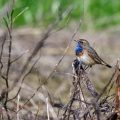 Weißsterniges Blaukehlchen (Luscinia svecica) Männchen