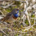 Weißsterniges Blaukehlchen (Luscinia svecica) Männchen