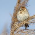 Rohrammer (Emberiza schoeniclus) Weibchen