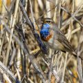Weißsterniges Blaukehlchen (Luscinia svecica) Männchen