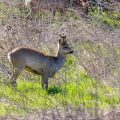 Rehbock (Capreolus capreolus)
