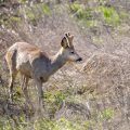 Rehbock (Capreolus capreolus)