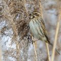 Rohrammer (Emberiza schoeniclus) Weibchen