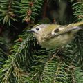 Wintergoldhähnchen (Regulus regulus)