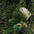 Wintergoldhähnchen (Regulus regulus)
