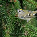 Wintergoldhähnchen (Regulus regulus)
