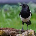 Elster (Pica pica)