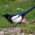 Elster (Pica pica)