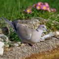 Türkentaube (Streptopelia decaocto)