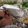 Türkentaube (Streptopelia decaocto)