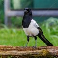 Elster (Pica pica)