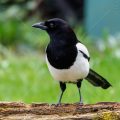 Elster (Pica pica)