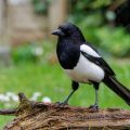 Elster (Pica pica)