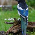 Elster (Pica pica)