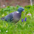 Ringeltaube (Columba palumbus)