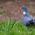 Ringeltaube (Columba palumbus)