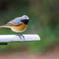 Gartenrotschwanz (Phoenicurus phoenicurus) Männchen