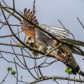 Turmfalken (Falco tinnunculus) Übergabe Brautgeschenk