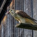 Turmfalke (Falco tinnunculus) Weibchen mit Beute