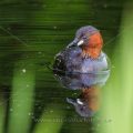 Zwergtaucher (Tachybaptus ruficollis)
