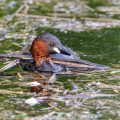 Zwergtaucher (Tachybaptus ruficollis)