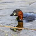 Zwergtaucher (Tachybaptus ruficollis)
