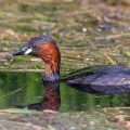 Zwergtaucher (Tachybaptus ruficollis)