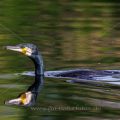 Kormoran (Phalacrocorax carbo)