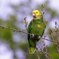 Gelbkopfamazone (Amazona oratrix)