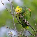 Gelbkopfamazone (Amazona oratrix)