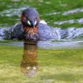 Zwergtaucher (Tachybaptus ruficollis)