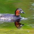 Zwergtaucher (Tachybaptus ruficollis)