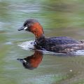 Zwergtaucher (Tachybaptus ruficollis)