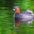Zwergtaucher (Tachybaptus ruficollis)