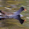 Teichhuhn (Gallinula chloropus)