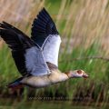 Nilgans (Alopochen aegyptiacus)