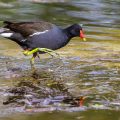 Teichhuhn (Gallinula chloropus)