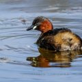 Zwergtaucher (Tachybaptus ruficollis)