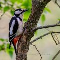 Buntspecht (Dendrocopos major) Weibchen