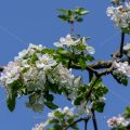 Apfelbaumblüten