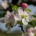 Apfelbaumblüten