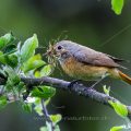 Gartenrotschwanz (Phoenicurus phoenicurus) Weibchen