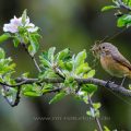 Gartenrotschwanz (Phoenicurus phoenicurus) Weibchen