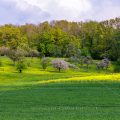 Streuobstwiesen bei Notzingen