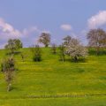 Streuobstwiesen bei Notzingen