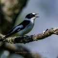 Halsbandschnäpper (Ficedula albicollis) Männchen