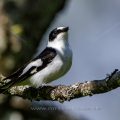 Halsbandschnäpper (Ficedula albicollis) Männchen