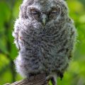 Waldkauz (Strix aluco) Jungvogel, Ästling